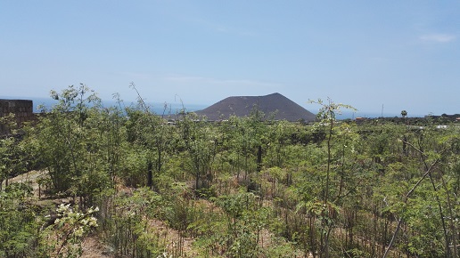 Tenerife moringa